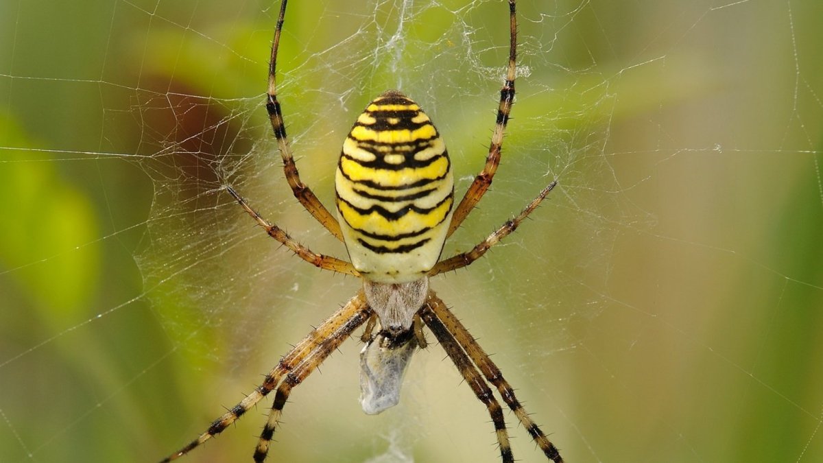 Паук Аргиопа паутина