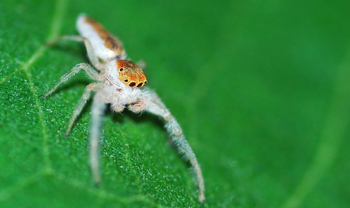 Паук бокоход белый