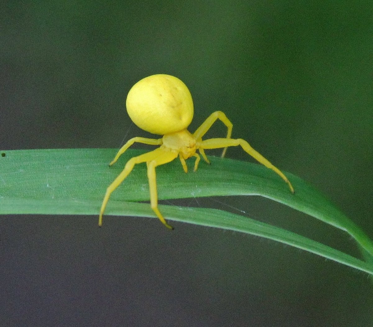 Паук бокоход желтый