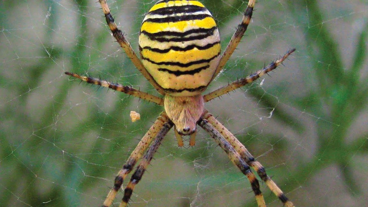 Паук Аргиопа