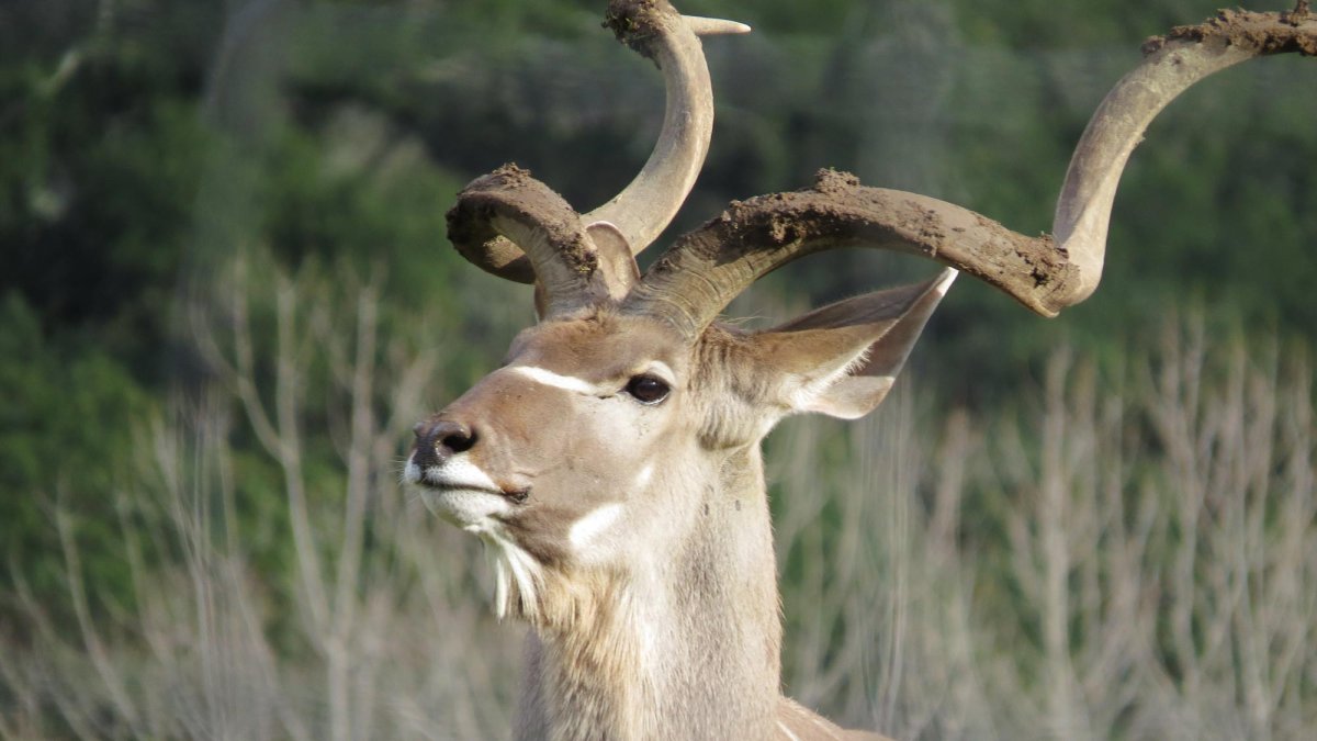 Большой куду