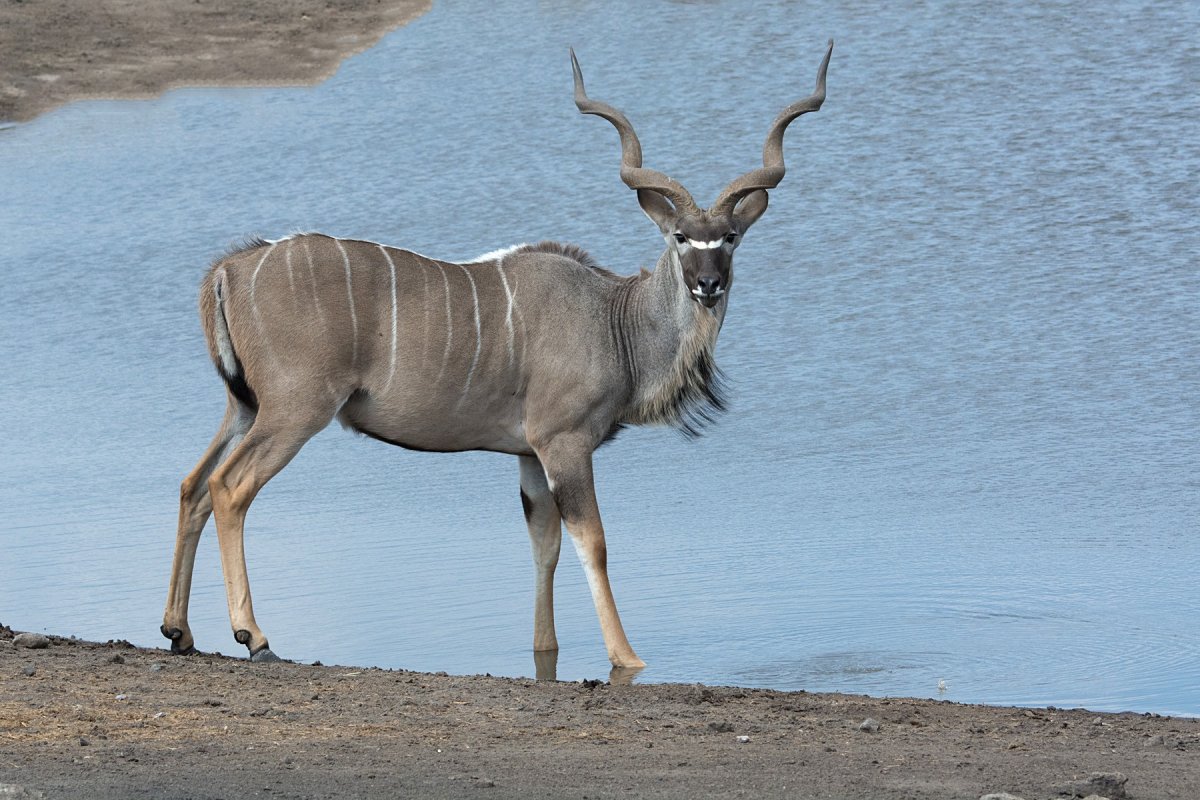 Презентация про большого куду
