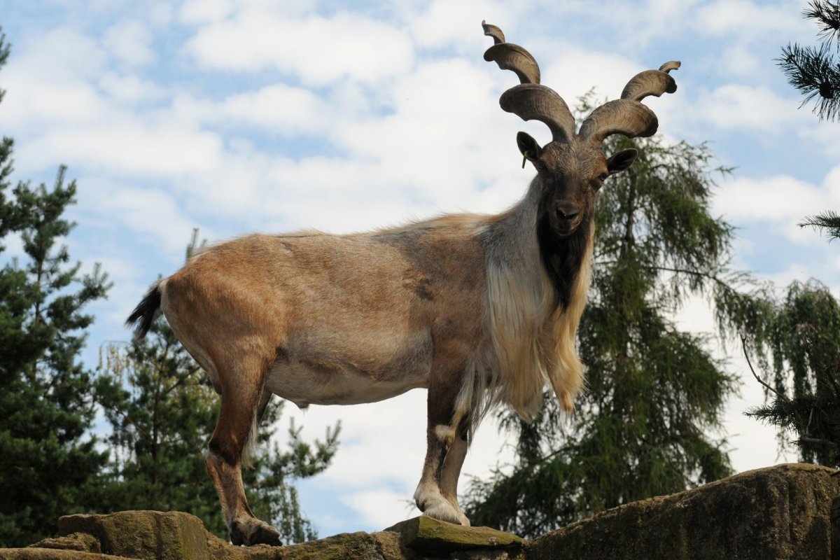 Мархур Винторогий козел
