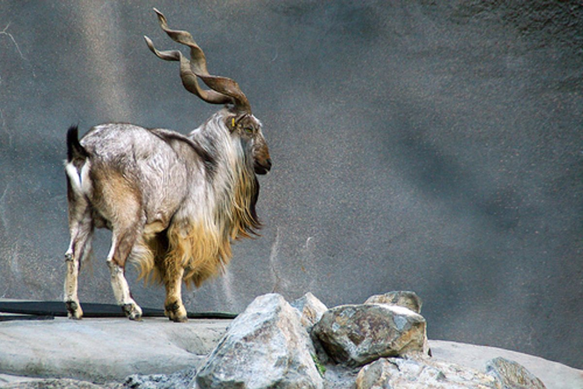 Пакистан Островский мархур