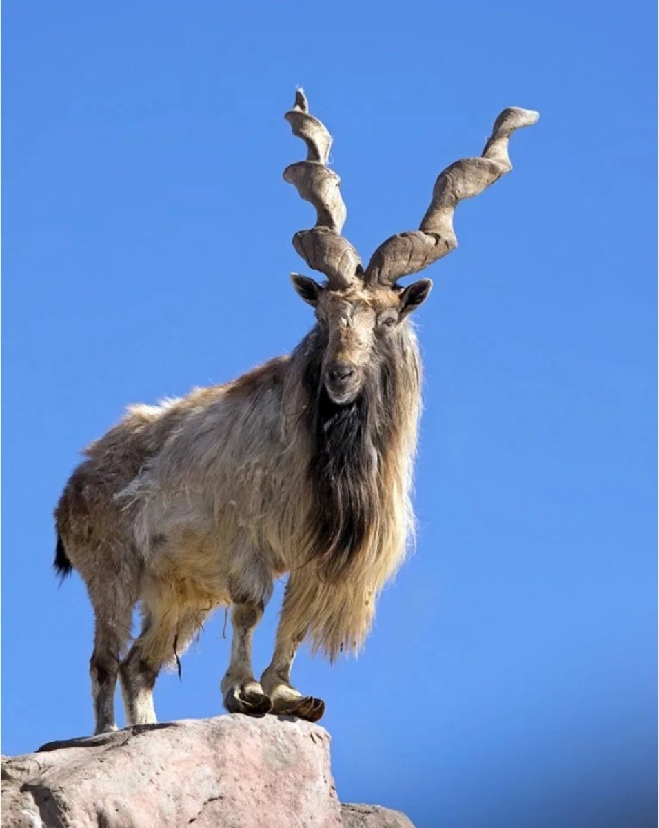 Бухарский мархур