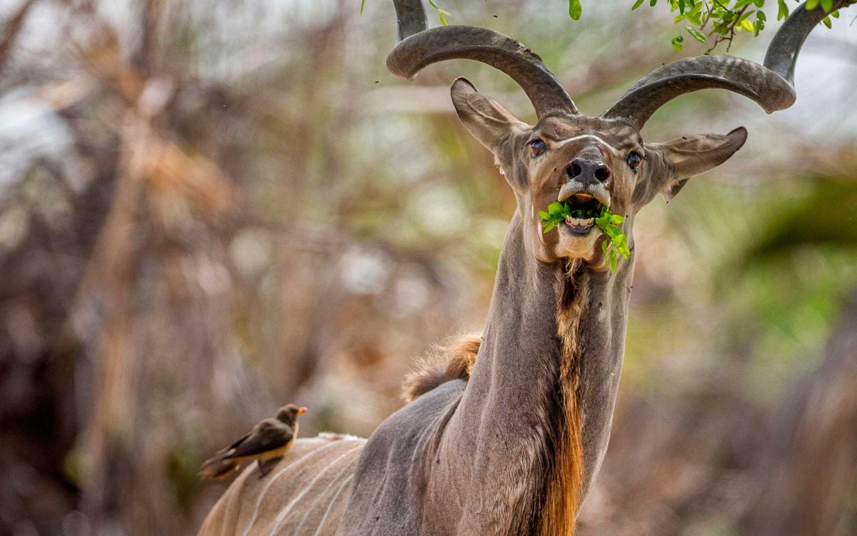 Антилопа куду