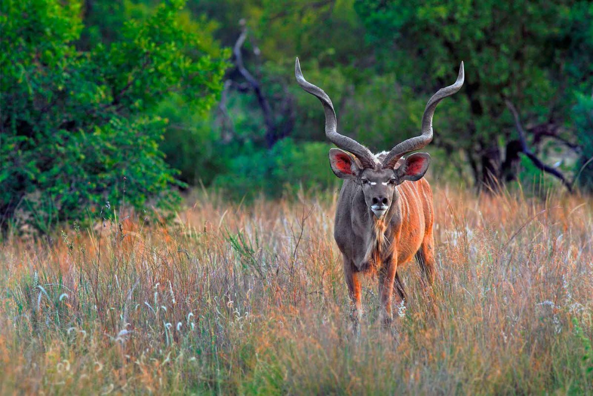 Greatest Kudu