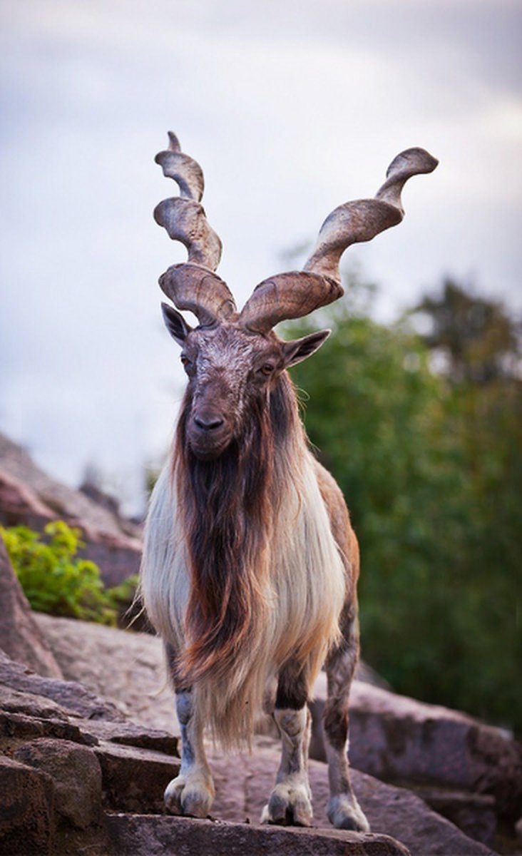 Мархур Винторогий козел