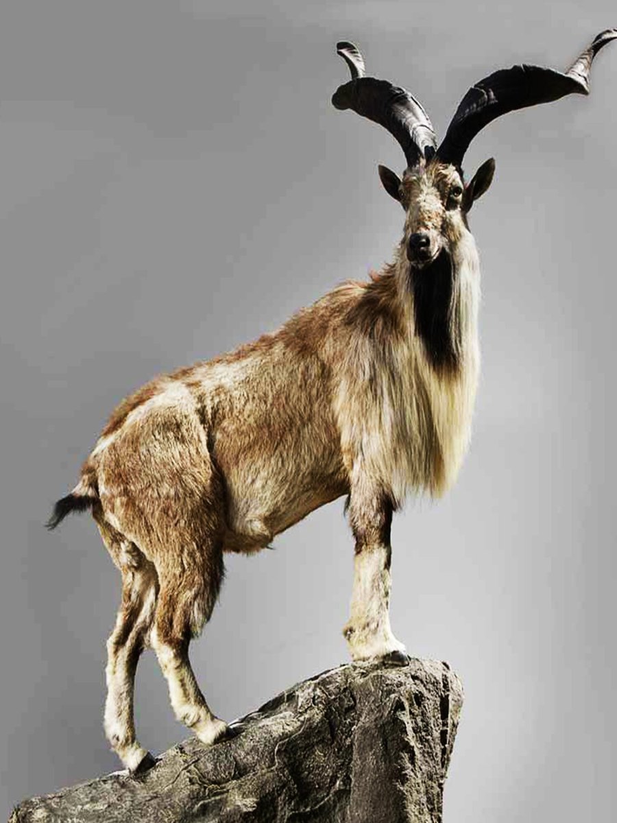 Tadjik Markhor