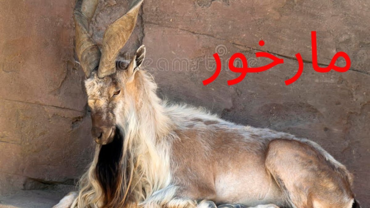 Дорогие собаки с рогами