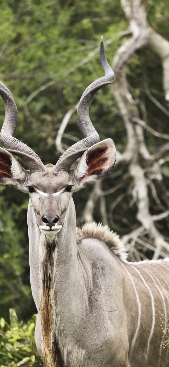 Антилопа Kudu