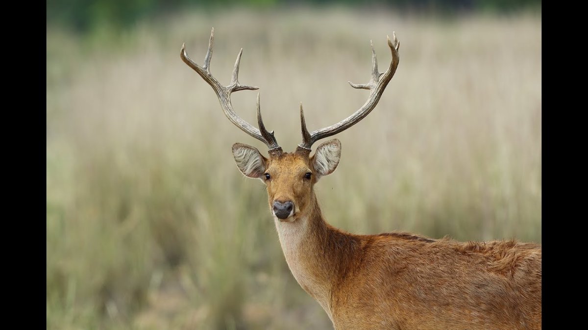 Барасинга Индия