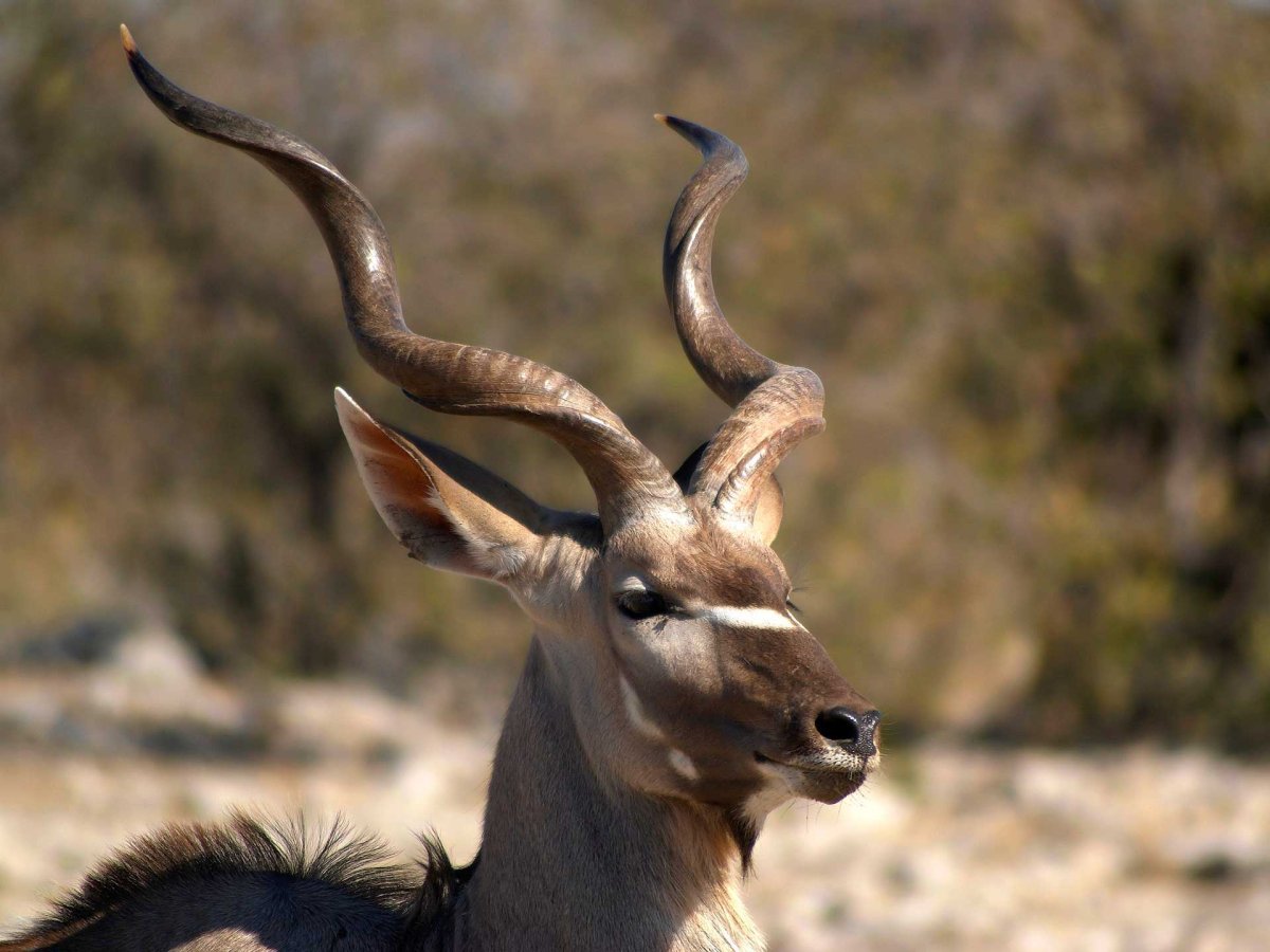 Винторогий Сайгак