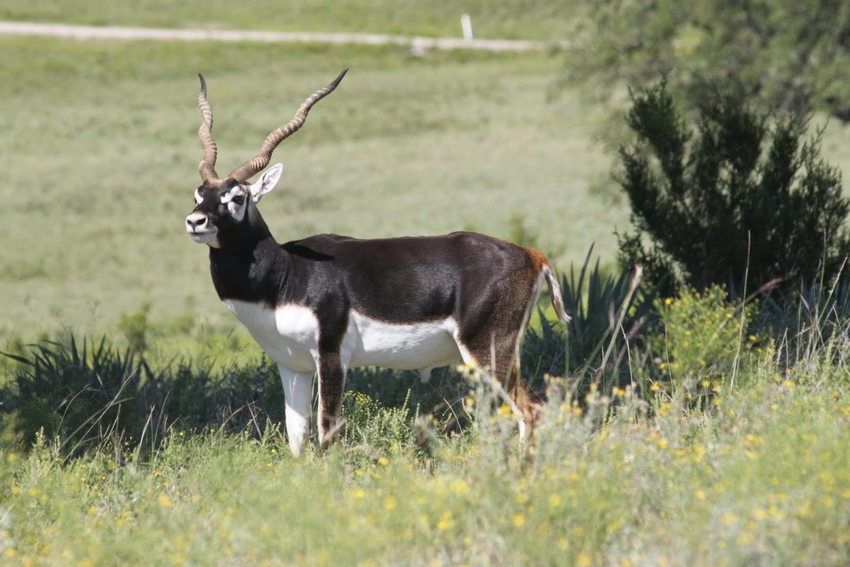 Индийская антилопа