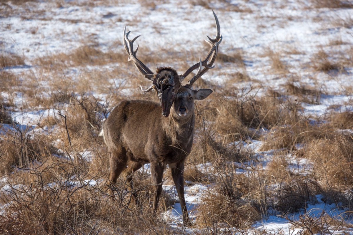 Голова оленя