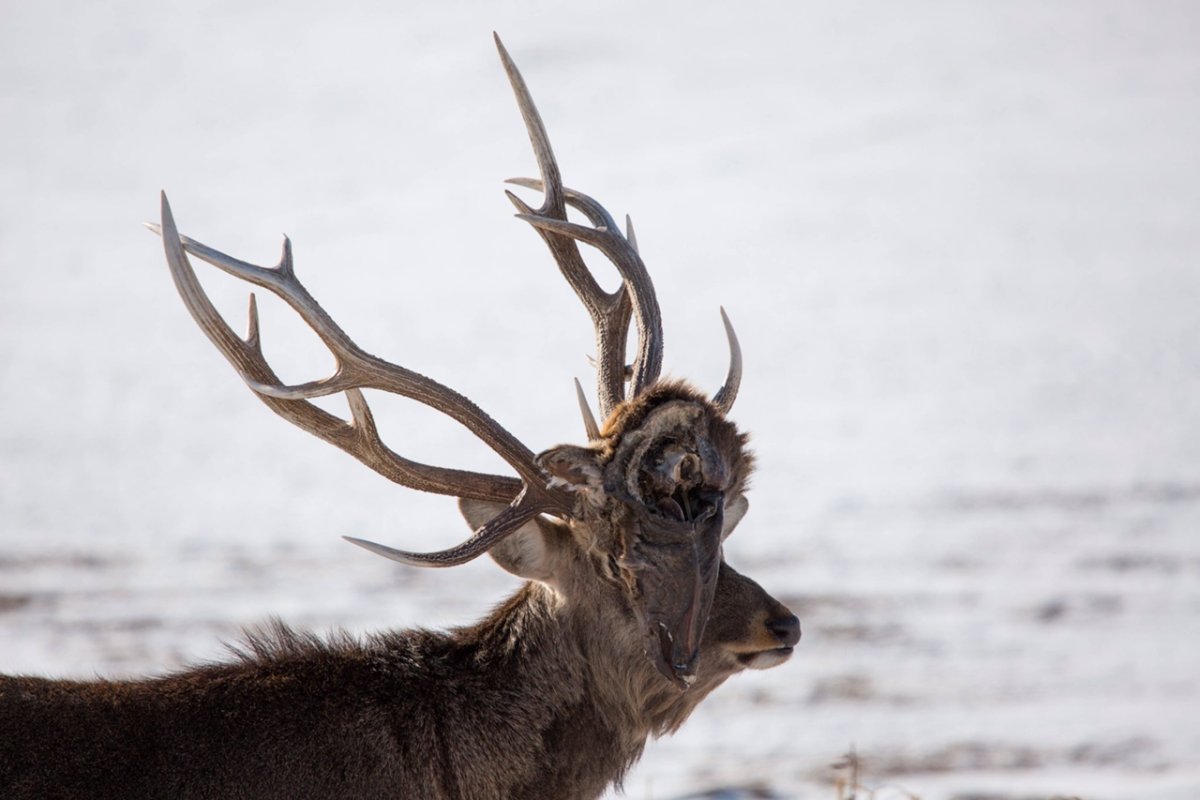 Голова оленя