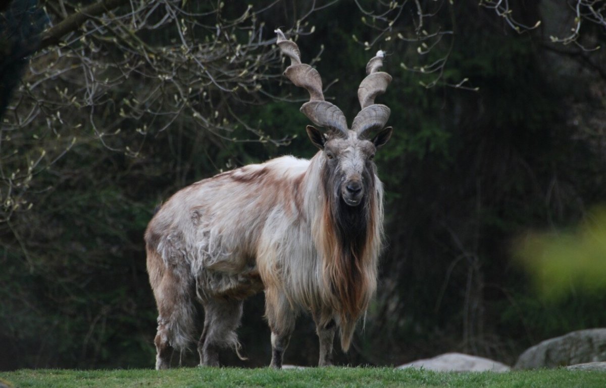 Мархур Винторогий козел