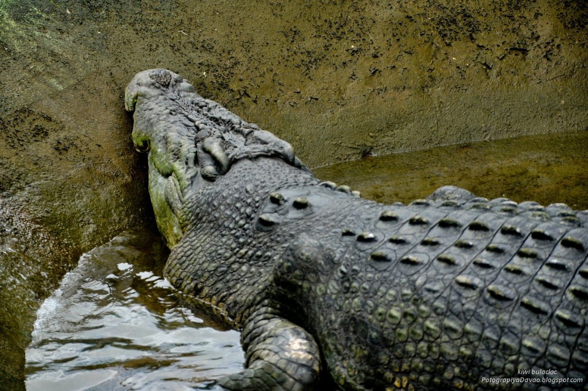 Гигантский крокодил Лолонг
