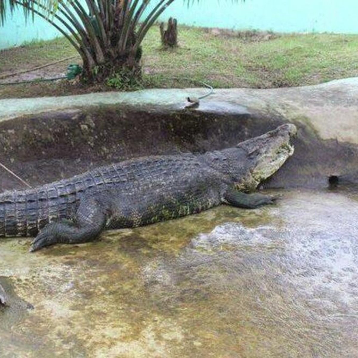 Крокодил Лолонг