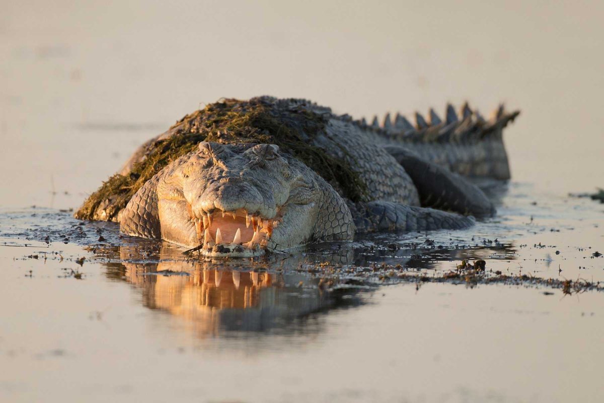 Гигантский гребнистый крокодил