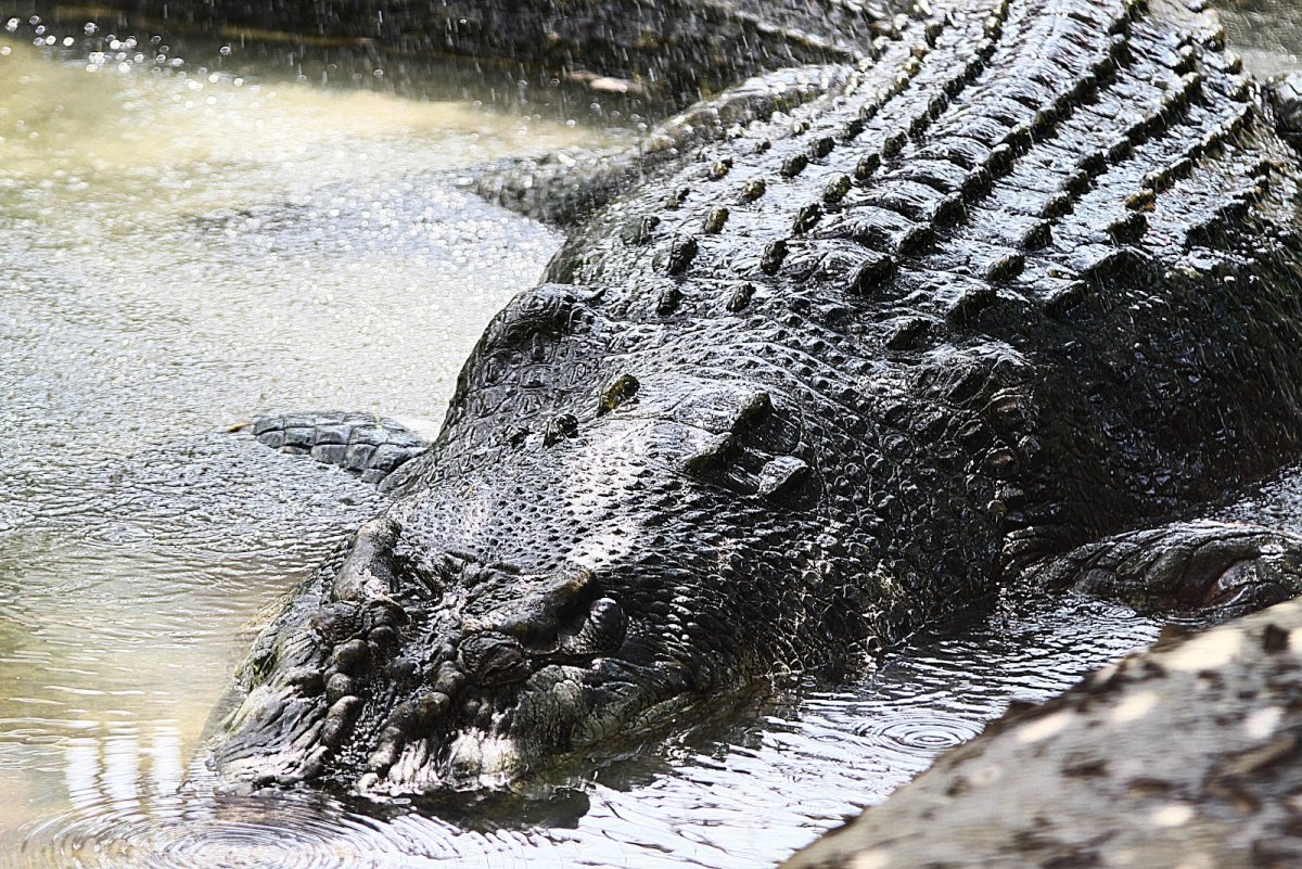 Гребнистый Лолонг