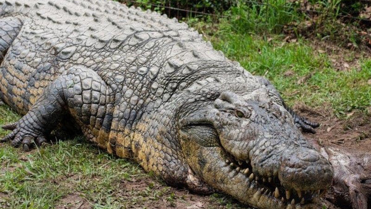Гавиалозух крокодил