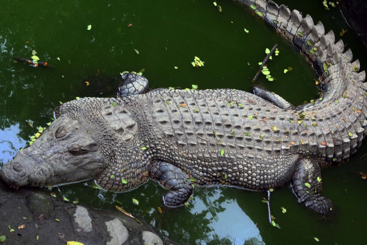 Филиппинский крокодил