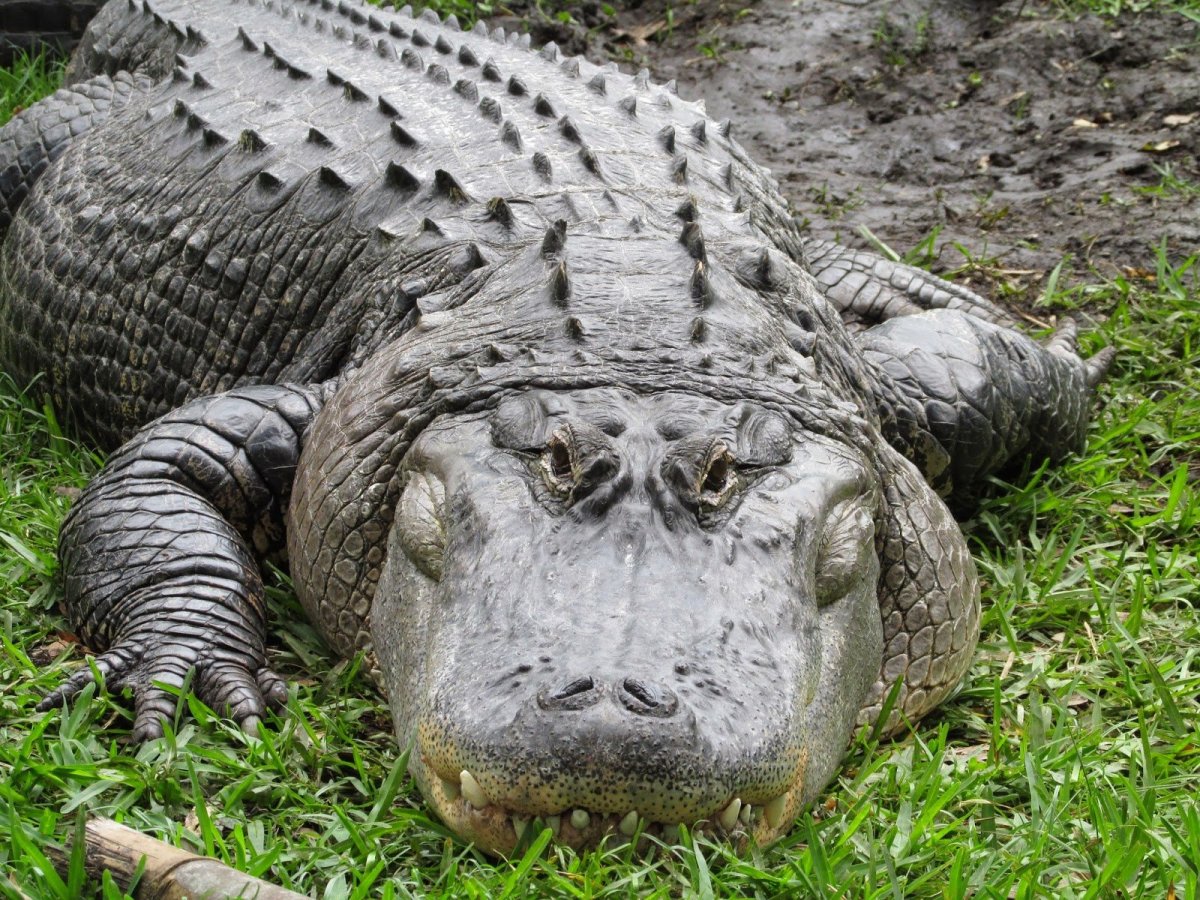 Гребнистый крокодил Кассиус