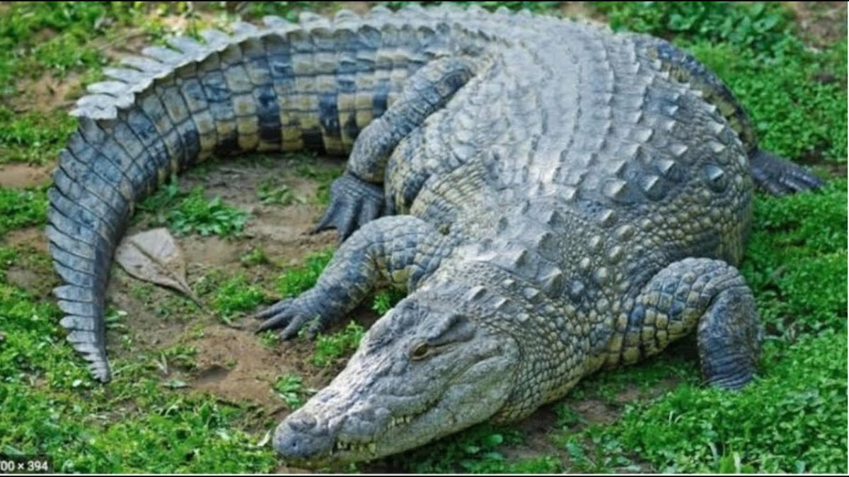 Крокодил зеленый Африканский