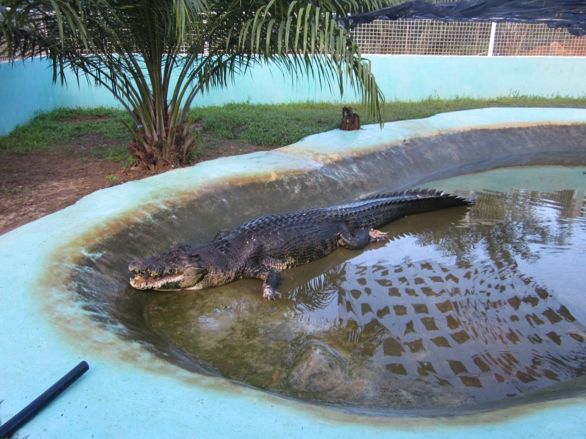 Крокодил Лолонг охота