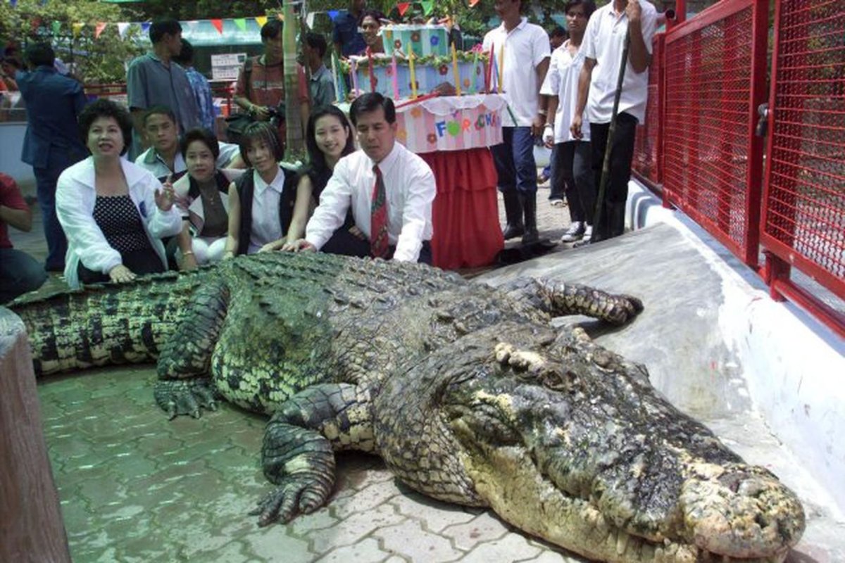 Самый большой крокодил Кассиус