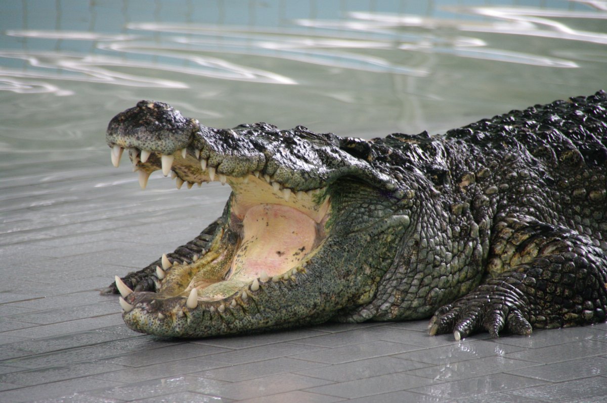 Коломна крокодиловая