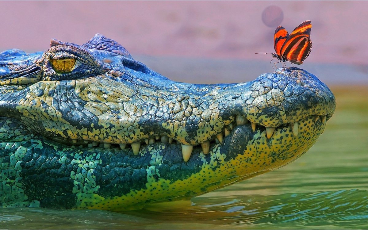 Симпатичный крокодил