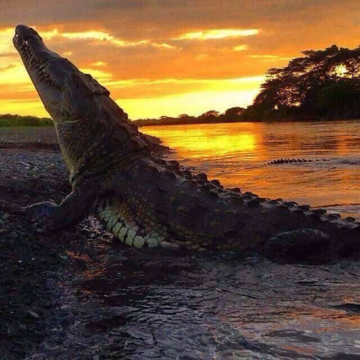 Самый красивый крокодил в мире