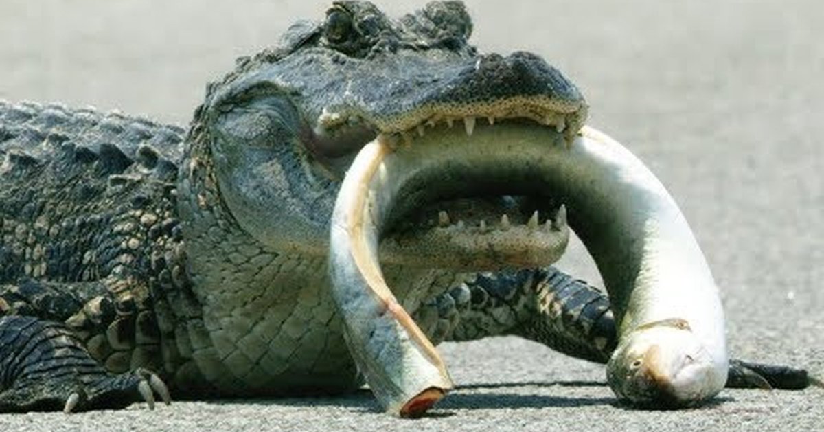 ВВС Аллигатор СРФСОО Аллигатор