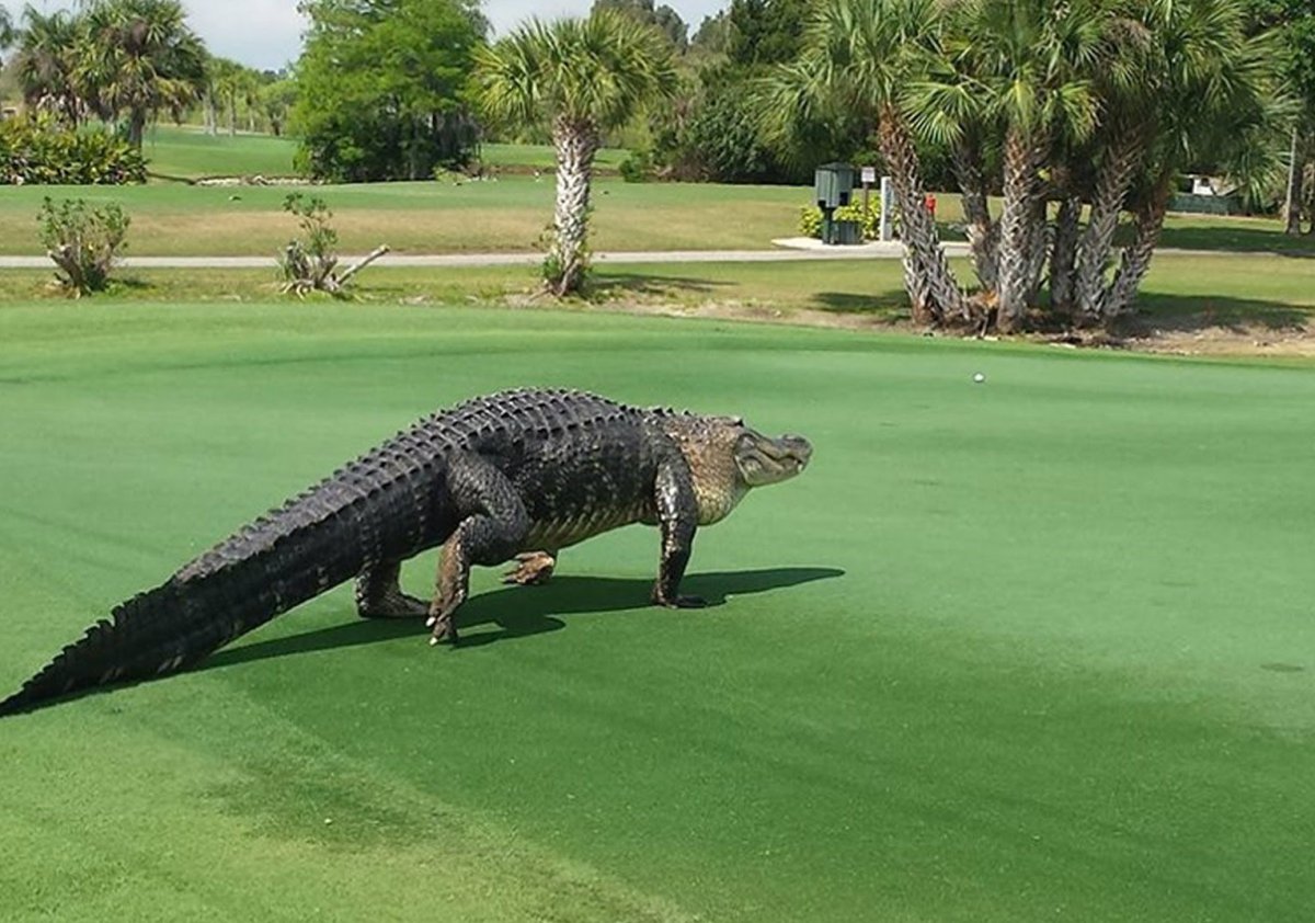 Аллигатор на поле для гольфа