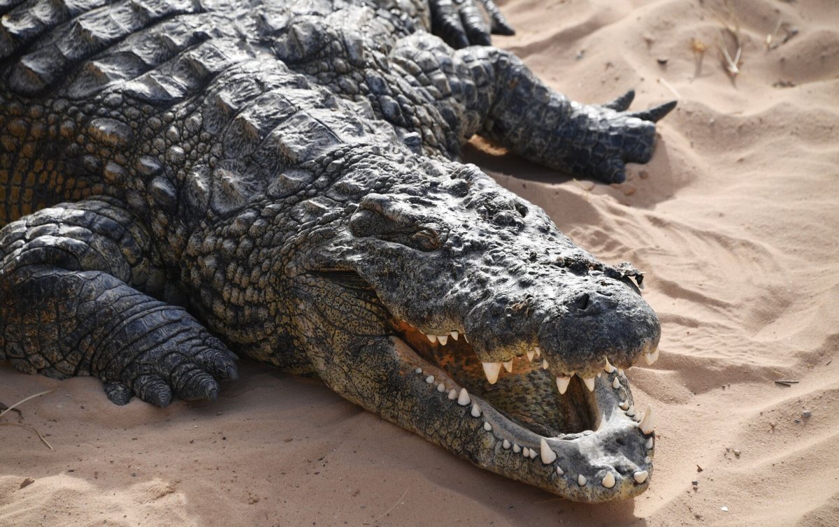 Astorgosuchus bugtiensis