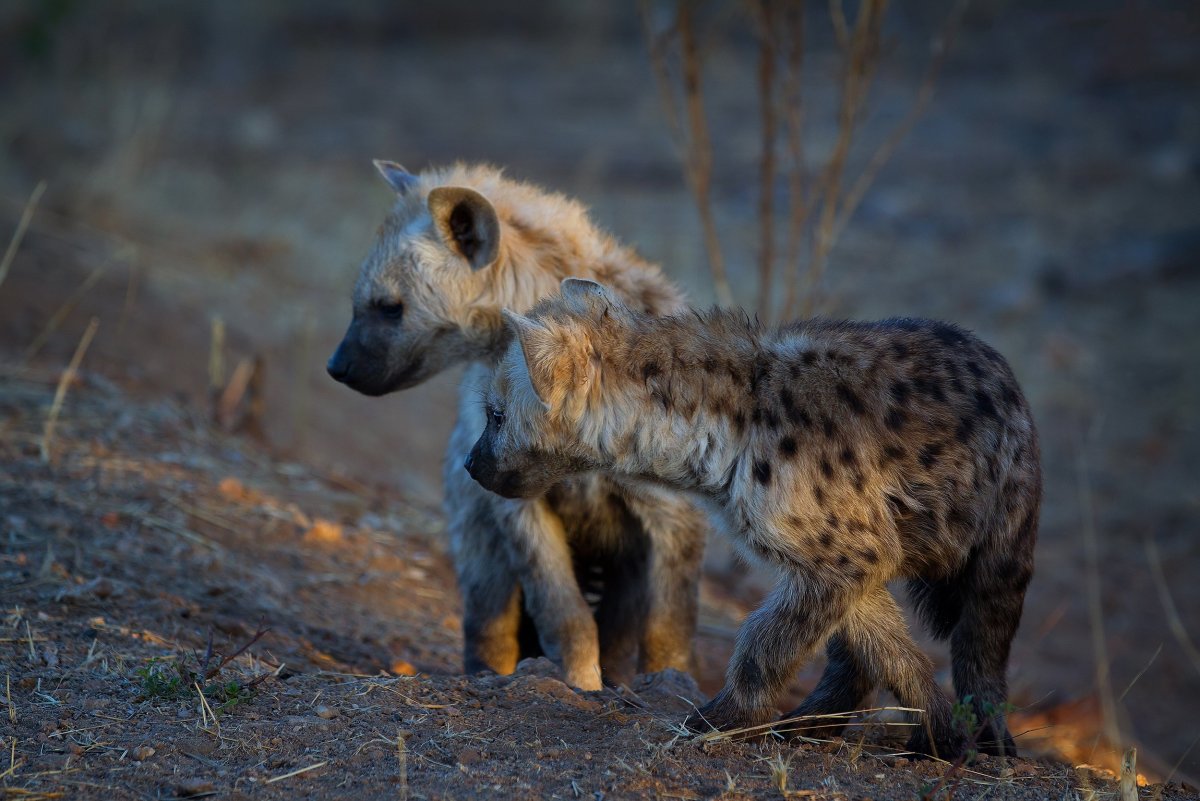 Малавийская гиена
