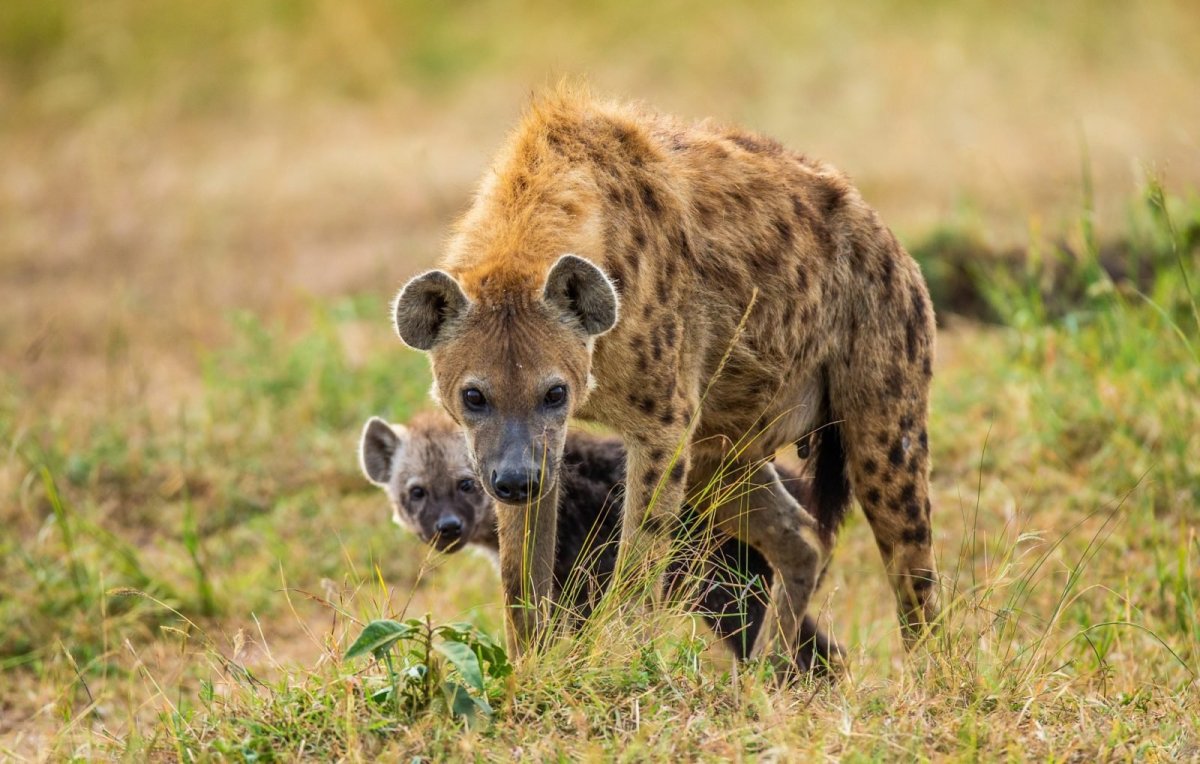 Масаи-Мара, Кения гиены