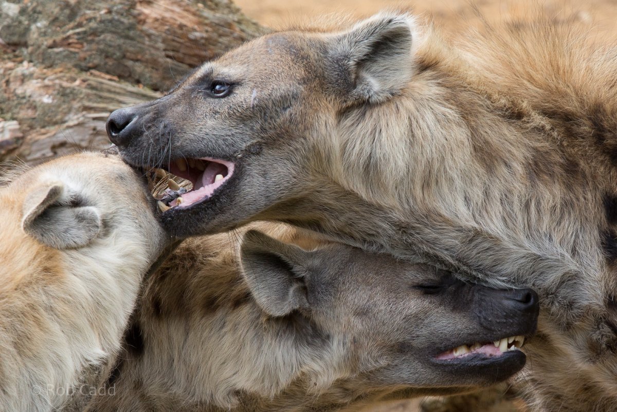 Добрая гиена