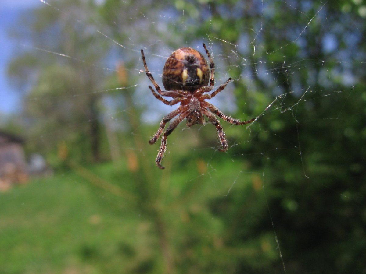 Деревенские пауки