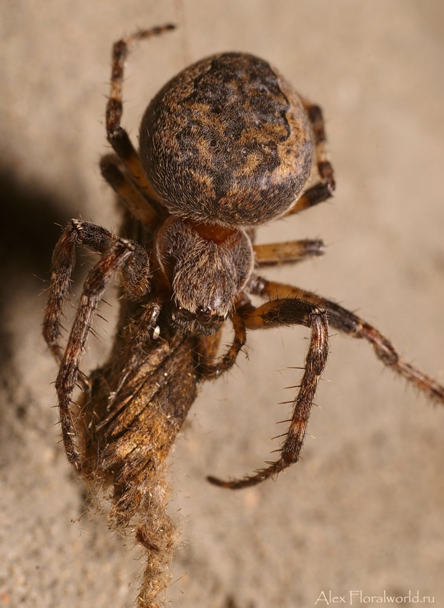 Подмосковные пауки