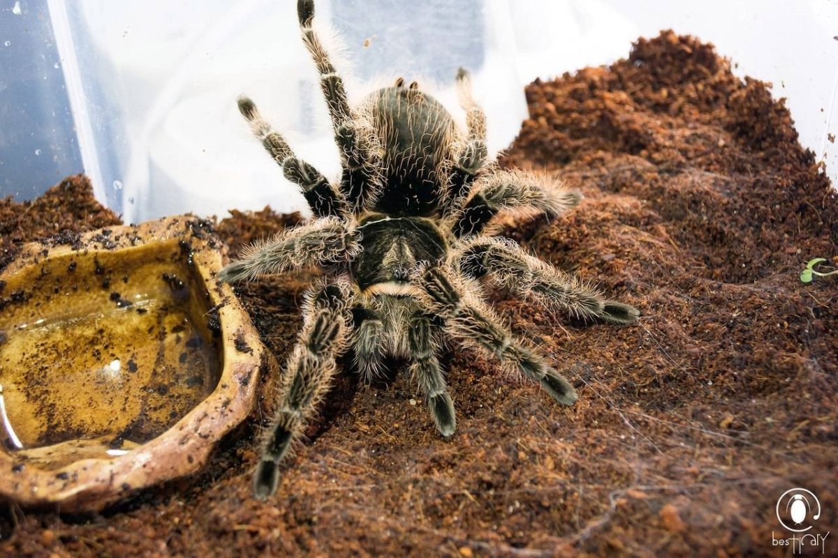 Grammostola aureostriata l7