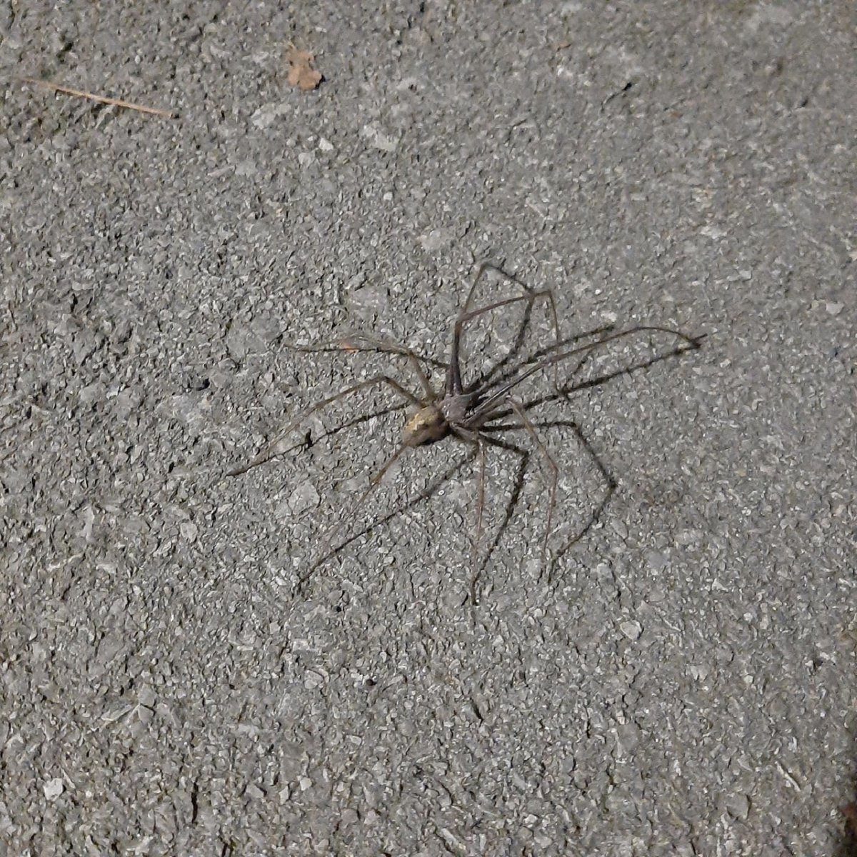 Ядовитые пауки