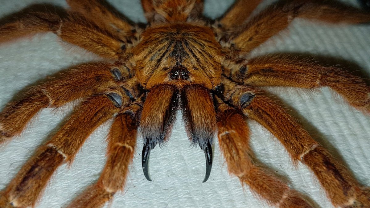 Тарантул Lycosa Narbonensis