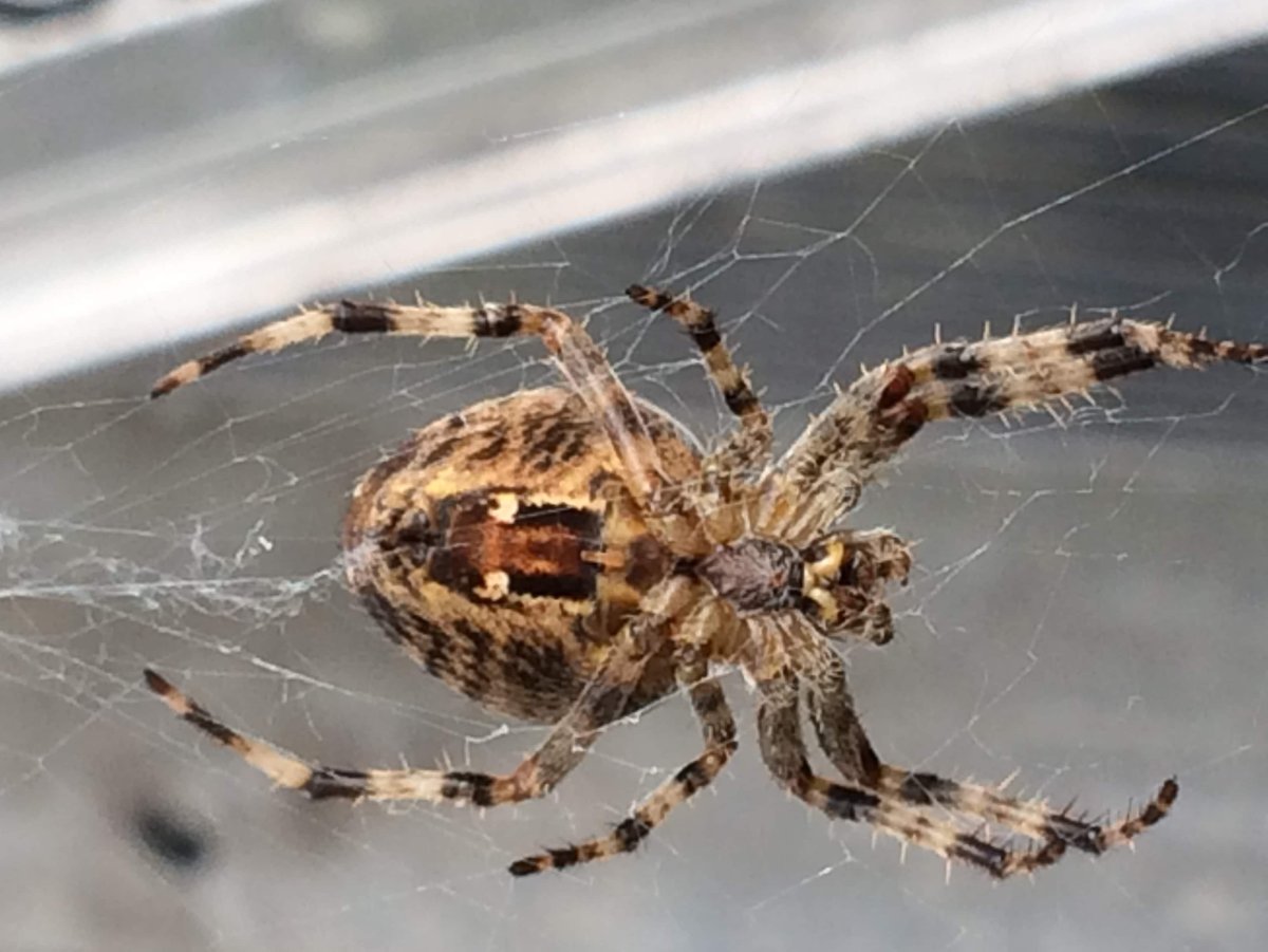 Паук Аранеус спидер паук СП