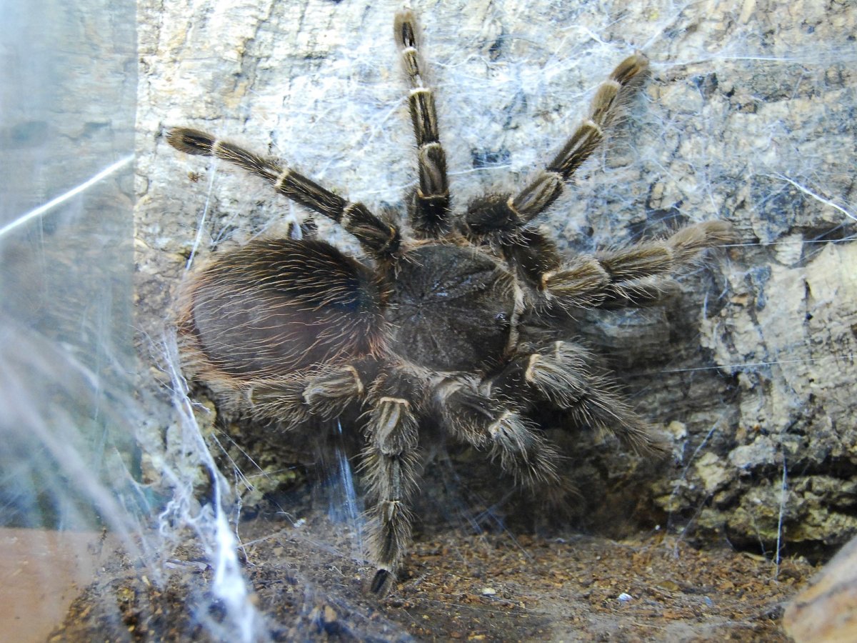 Птицееды Волгоградская область