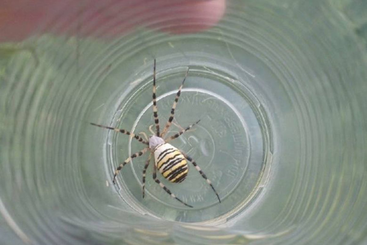 Паук Оса Аргиопа