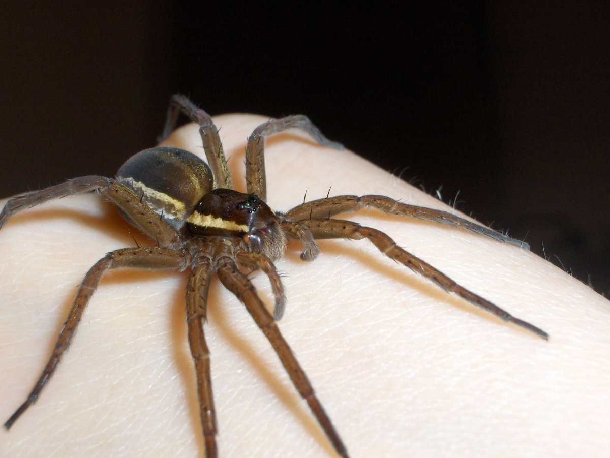 Каракурт крестовик