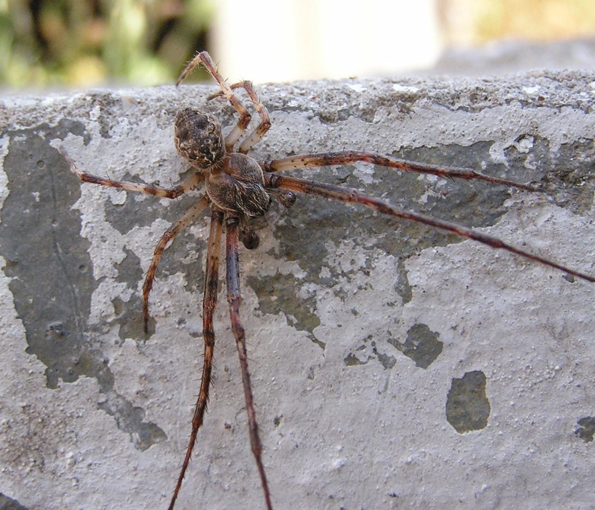 Южнорусский паук волк